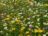 Colourful Corn Chamomile, Corn Marigold, and Corncockle, in a cleared and seeded area Verge full of colourful annual arable weeds, making a splash of yellow, purple, white and blue