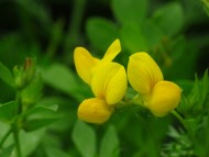 Bird's-foot Trefoil Three yellow flowers clustered in a head