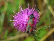 A Six-spot Burnet Moth rests on the flower of a Hybrid Knapweed Black moth, with red spots, resting on a purple thistle-like flower