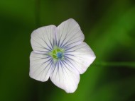 The delicate flower of Pale Flax A delicate blue flower, with its tracery of darker blue veins
