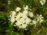 The slightly tatty looking flower-heads of Corky-fruited Water-dropwort Creamy-white, rather tatty looking umbel